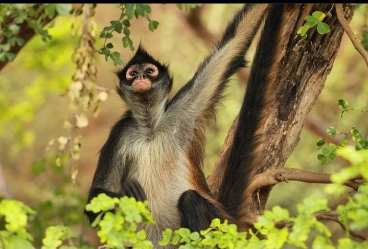 En Yucatán existe un mercado negro que trafica animales silvestres y en peligro de extinción