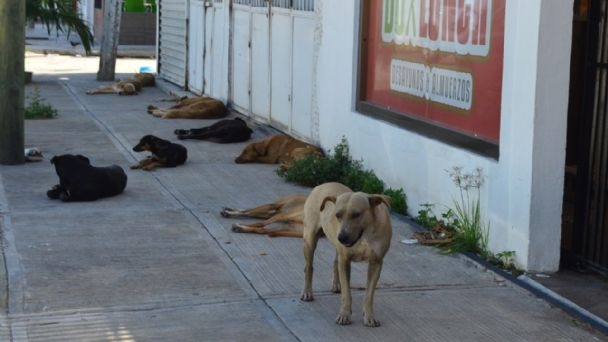 Los animales sufren de maltratos en todo Yucatán