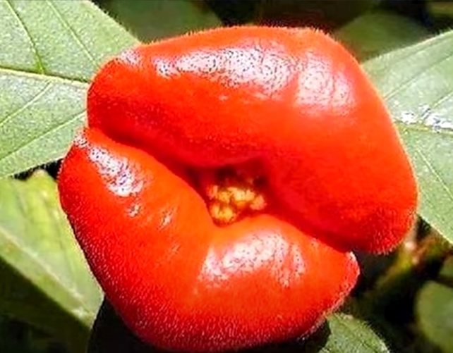 Psychotria elata es una planta que se encuentra en Centroamérica y tiene la forma de un labio