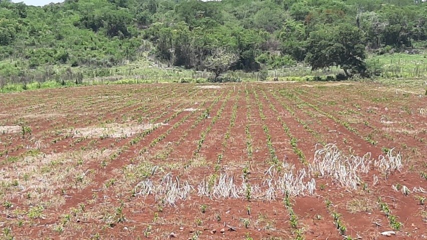 Los agricultores aceleraron la temporada de siembra para aprovechar las primeras lluvias de junio cmo preventiva