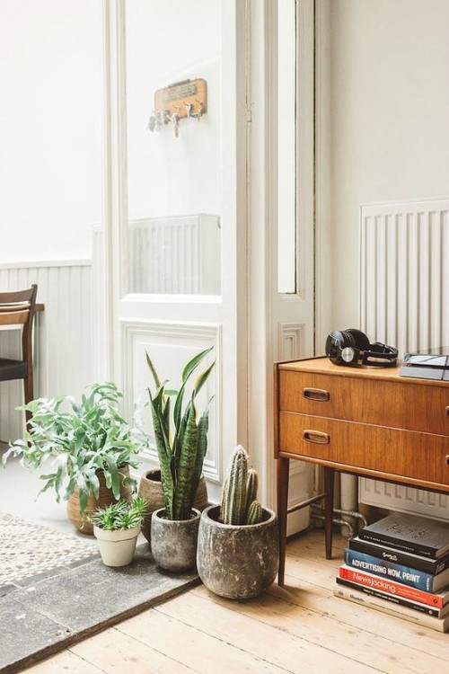 Sansevieria o lengua de vaca: ¿Cómo decorar tu hogar con esta planta ?