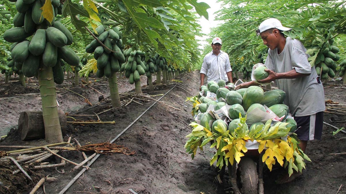 Papaya maradol: El fruto saludable de Quintana Roo