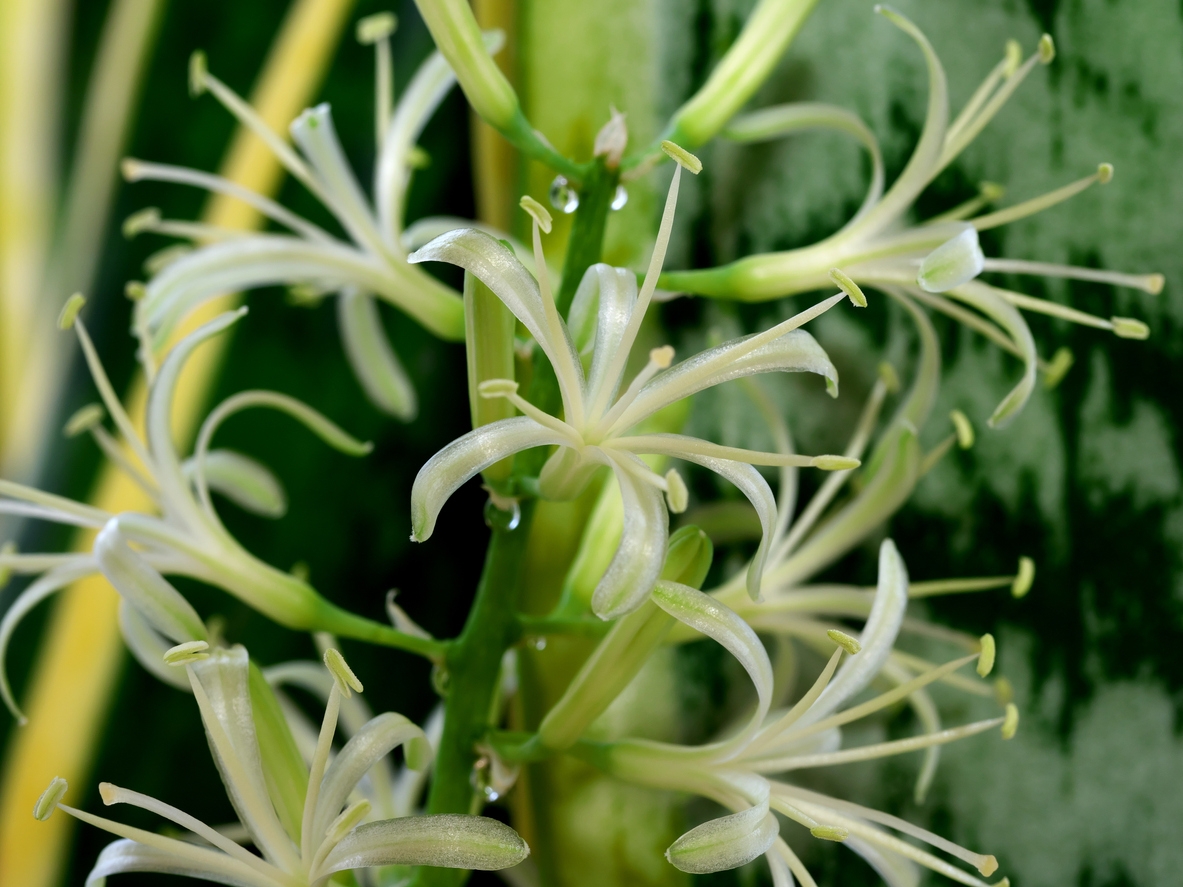 La sansevieria trifasciata, es mejor conocida como lengua de vaca, espada de San Jorge o lengua de tigre