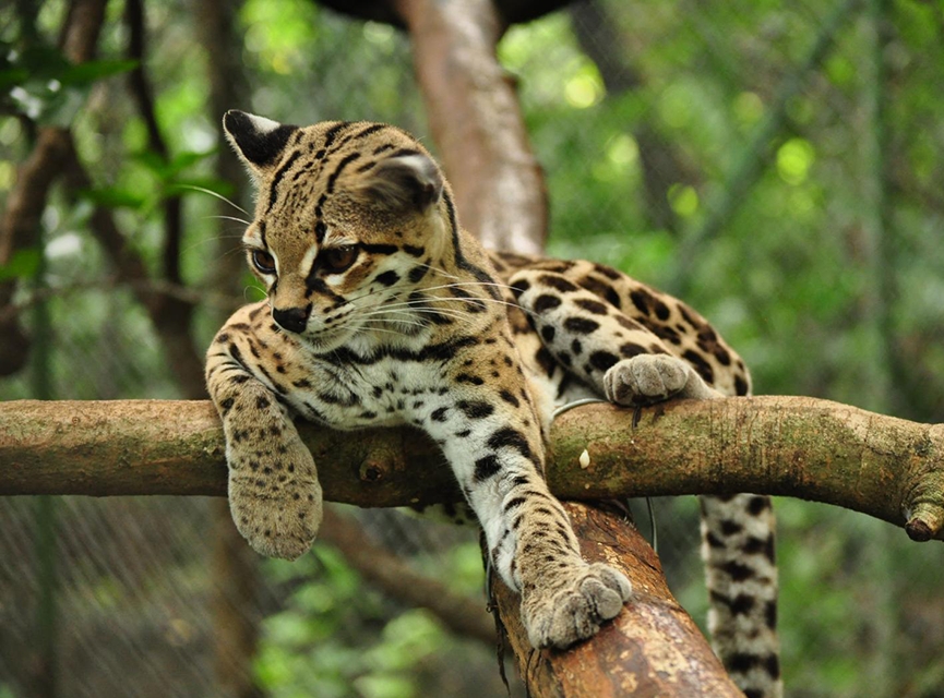 Tigrillo: El felino en peligro de extinción que habita en Quintana Roo