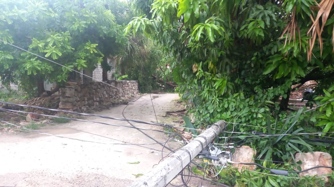 Torrencial aguacero derriba un árbol y un poste de luz en Calkiní, Campeche