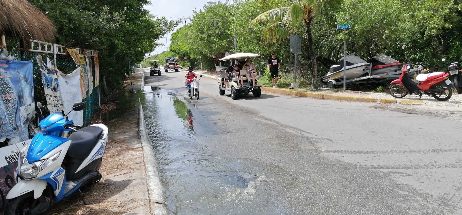 Aguas residuales contaminan manglar de la laguna Makax en Isla Mujeres