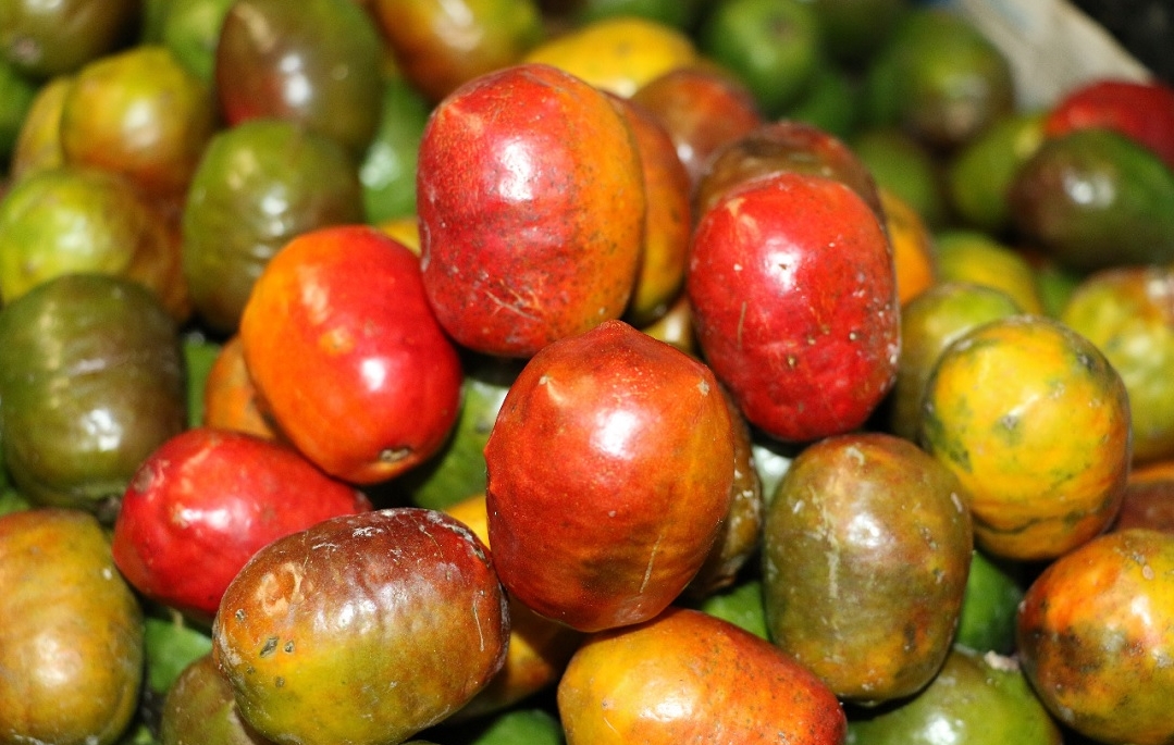 Las ciruelas yucatecas son frutos que se pueden comer en su etapa de maduración verde, verdirrojos, verde amarillos y rojas, esta última es en su etapa máxima de maduración