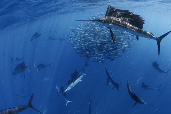 Se puede disfrutar la pesca con mosca, la pesca deportiva y la pesca de altura