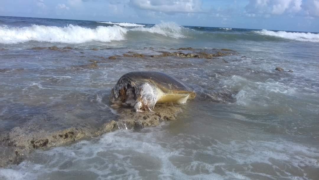 El biólogo Rafael Chacón Díaz indicó que se han registrado más casos de tortugas atacadas por tiburones en Cozumel