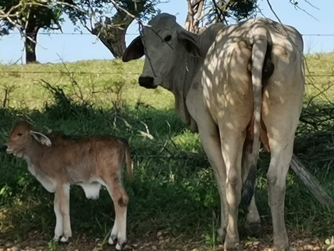 En la región hay unos 500 propietarios de cabezas de ganado, cada uno posee en promedio 40 reses, es decir, hay 20 mil animales