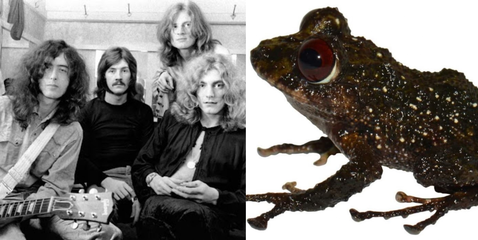 INABIO quiso honrar a la banda Led Zeppelin, por ello, le agregaron el nombre a la rana