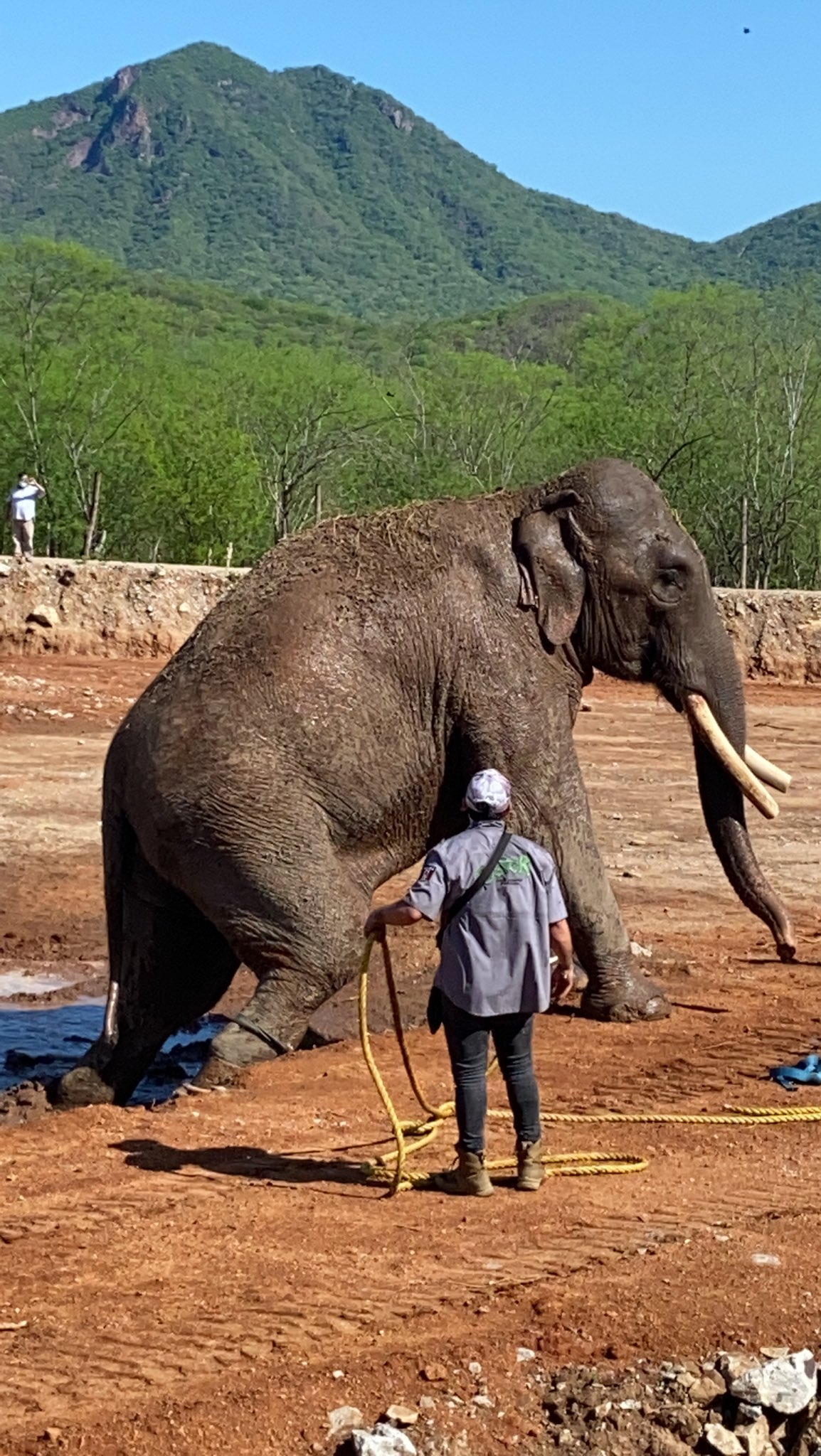 Big Boy, elefante rescatado, es liberado en santuario Ostok en Culiacán