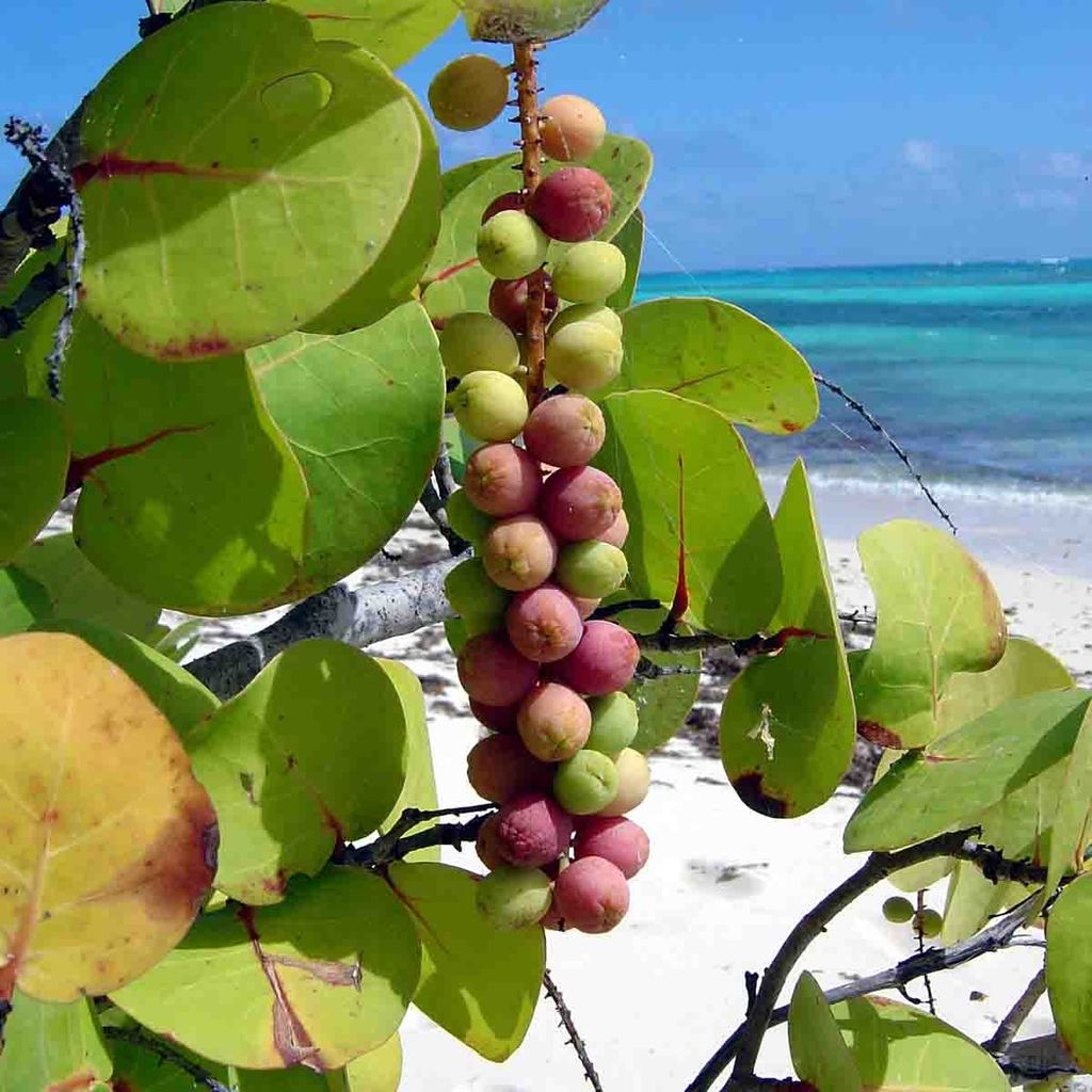 Uva de Mar: Fruta tropical que nace en las playas de Cancún