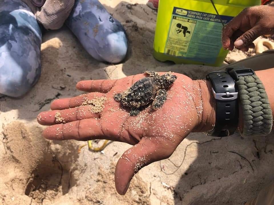 Las acciones de limpieza de playas son esenciales en este momento, para garantizar la llegada de las tortugas al mar