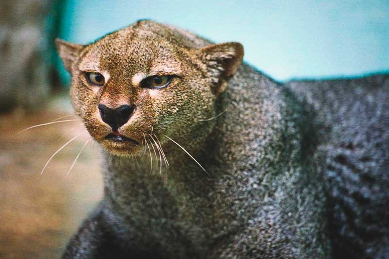 Pese a ser un felino distribuido en toda América, se encuentra en peligro de extinción debido a su pérdida de habitad