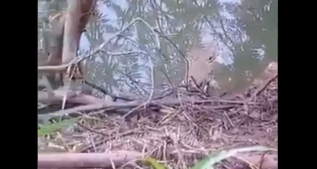 El cocodrilo se encontraba medio sumergido en el agua, por lo que alcanzó a ver a la mujer mientras se acercaba