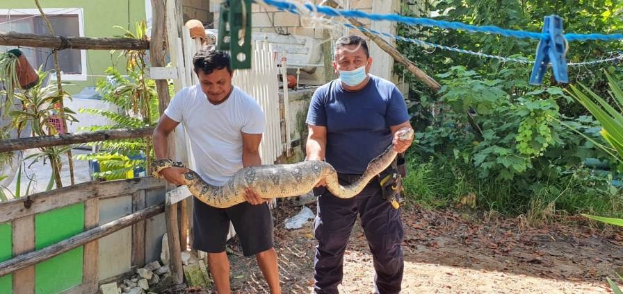 La boa fue capturada y enviada a la Zona Continental de Chiquilá