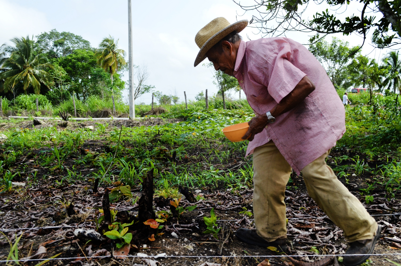 Con una amplia experiencia de trabajo en el campo, adultos mayores se mantienen produciendo