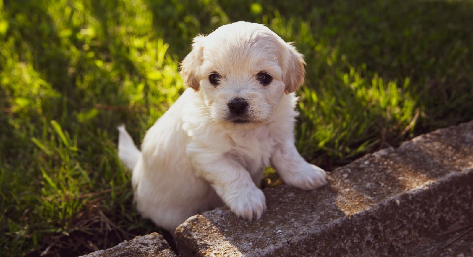 Razas de perros más pequeñas del mundo: ¿Cuáles son y qué tamaño pueden tener?