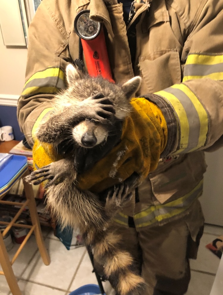 Bomberos atrapan a mapache robando comida y su reacción se volvió viral