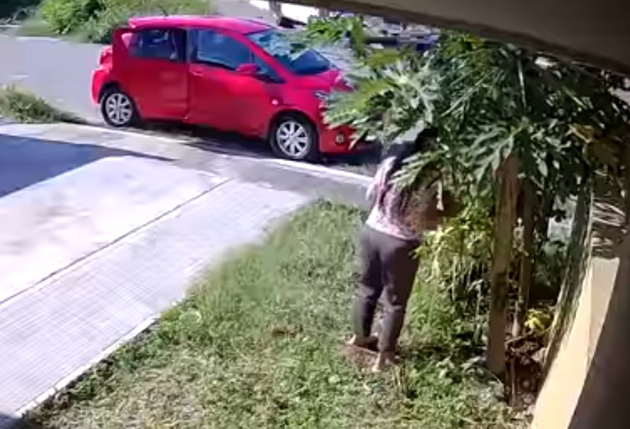 La mujer repetidas veces roba uno por uno los frutos del árbol usando sólo las manos para ello