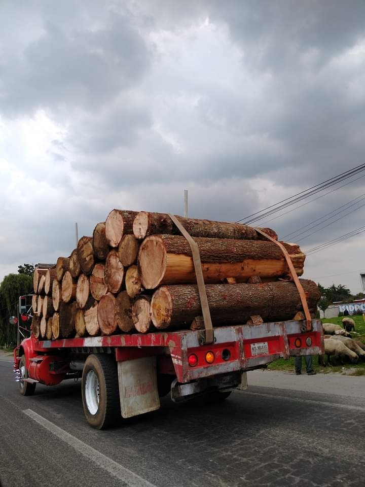 Tráfico de madera en Escárcega, bajo complicidad de autoridades ejidales, acusan