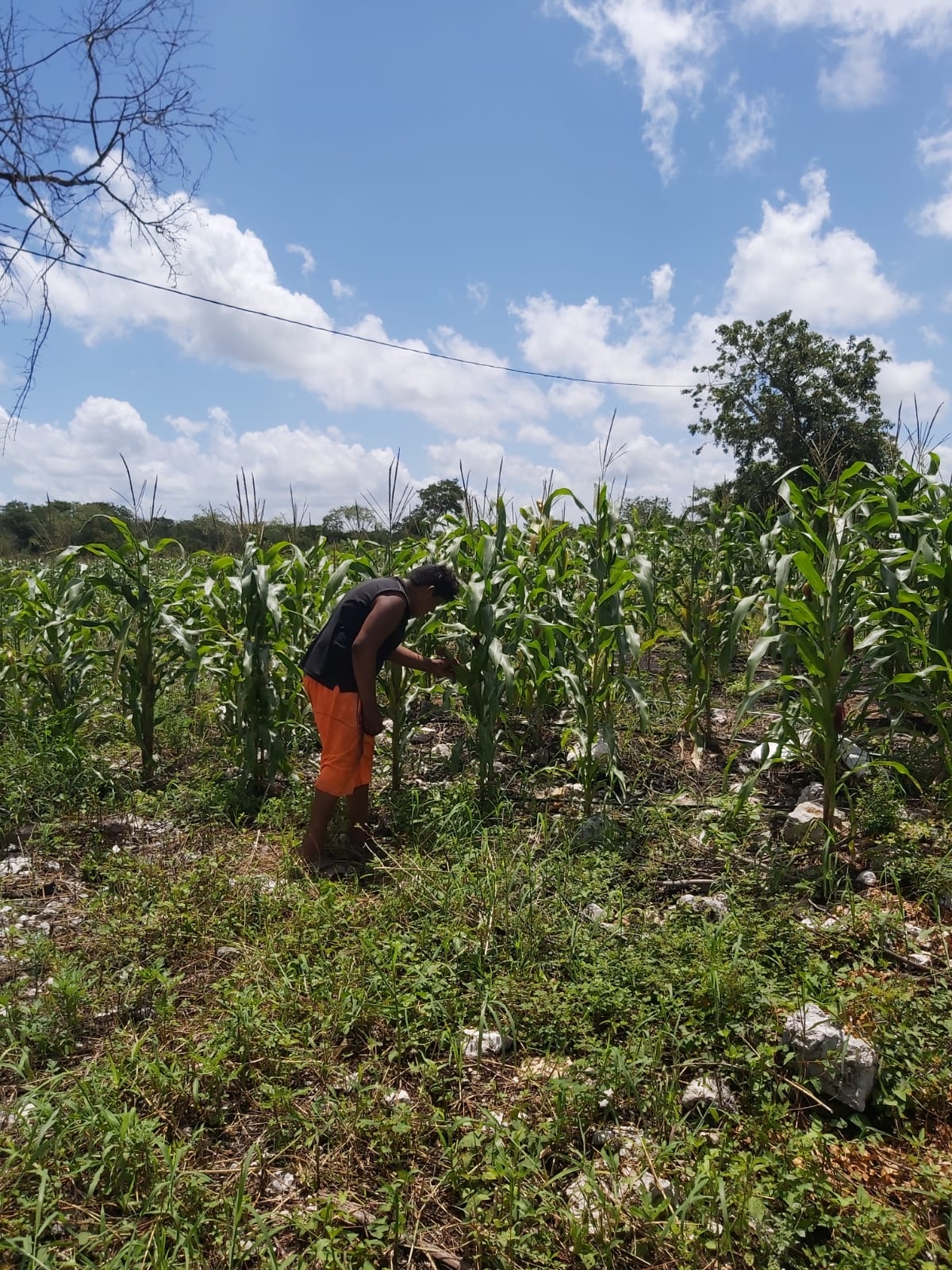 Niños de Hunucmá, Yucatán, dejan la escuela para trabajar en el campo