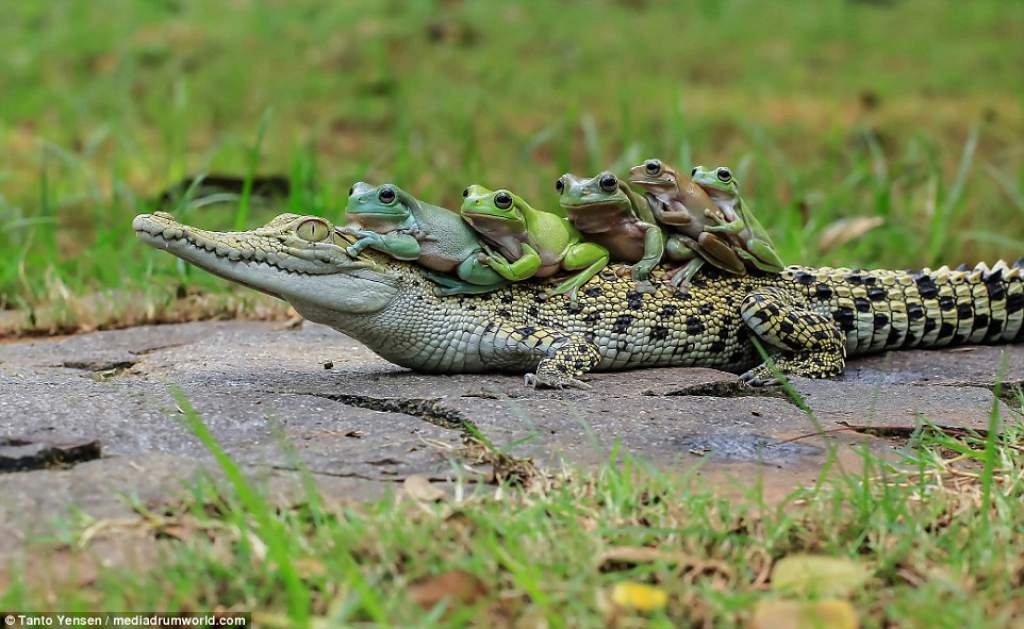 Caimán: El reptil que habita en Quintana Roo