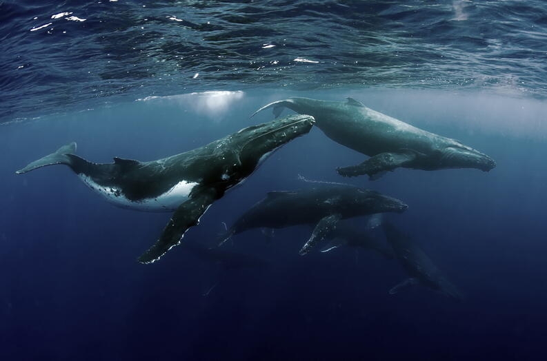 Día Mundial de las Ballenas y los Delfines: ¿Cómo cuidarlos?