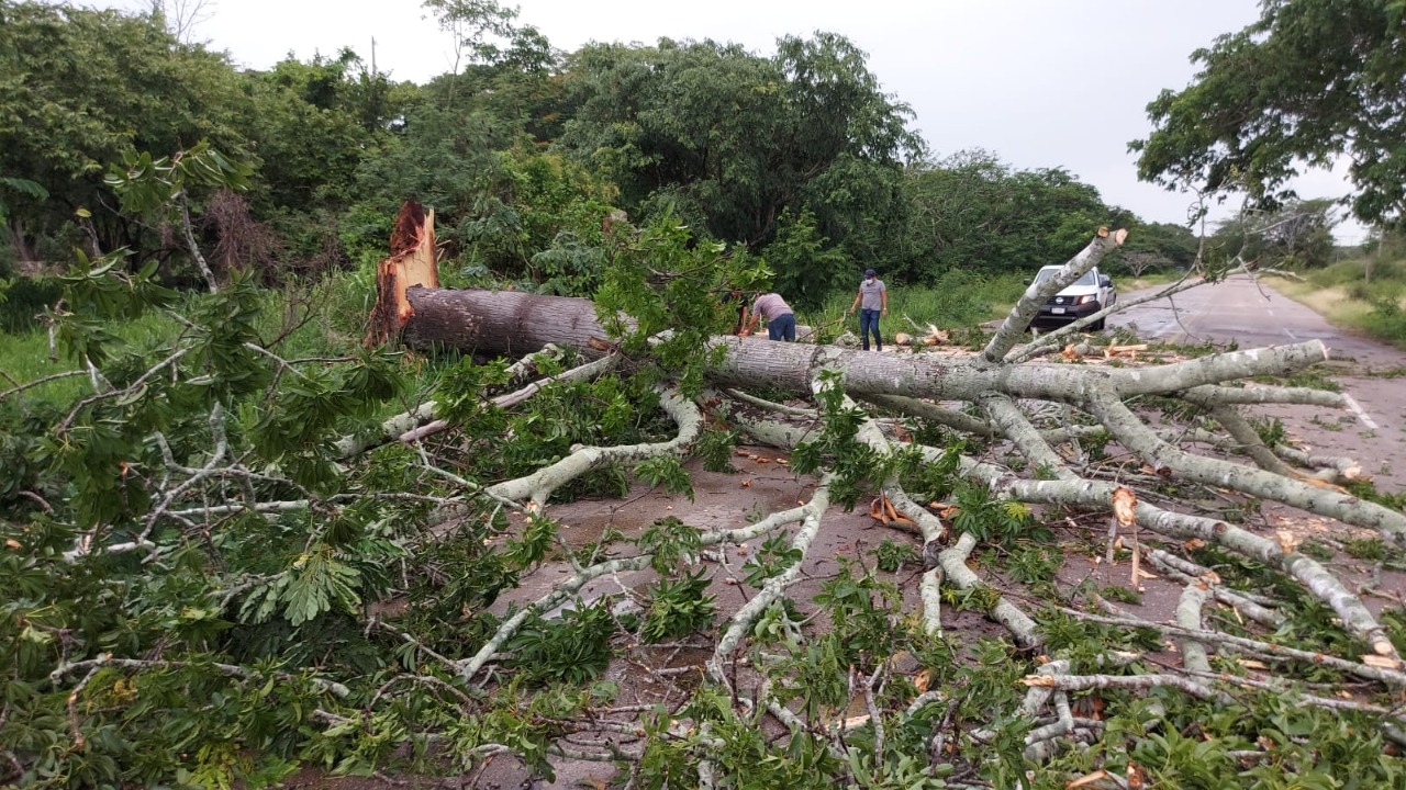 Árbol obstruye carretera de Hecelchakán tras caer por constantes lluvias en Campeche