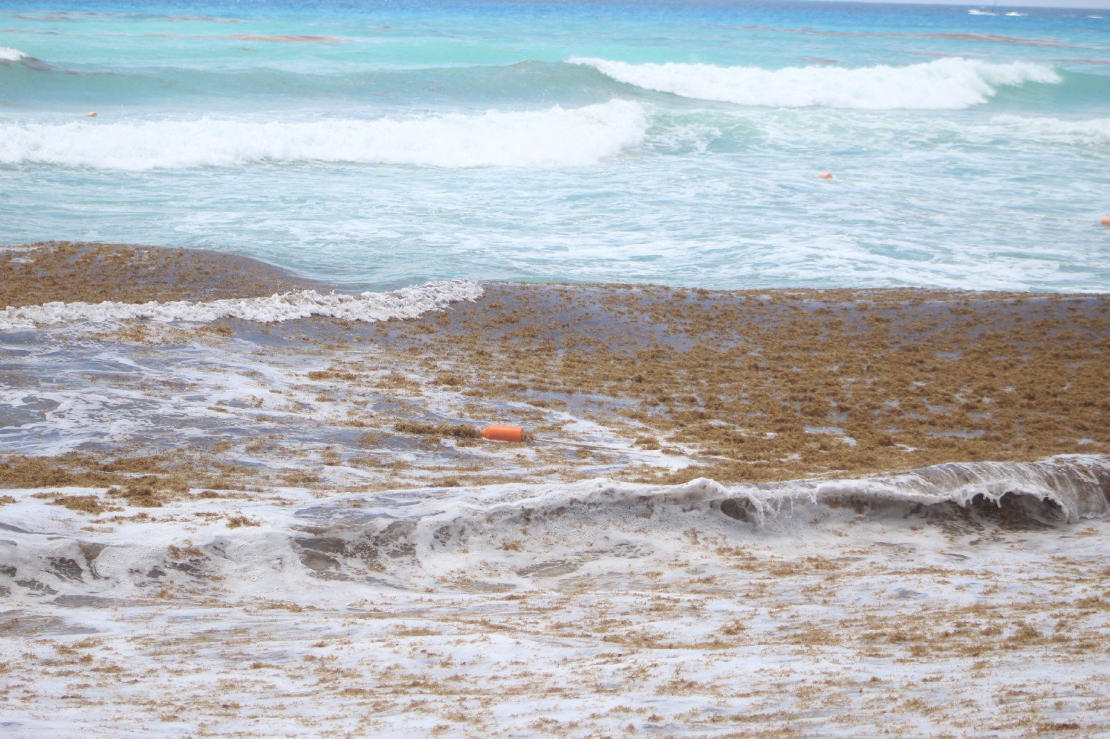 La presencia de manchas de sargazo modifican el color azul de las playas de Cancún y partes costeras de Quintana Roo