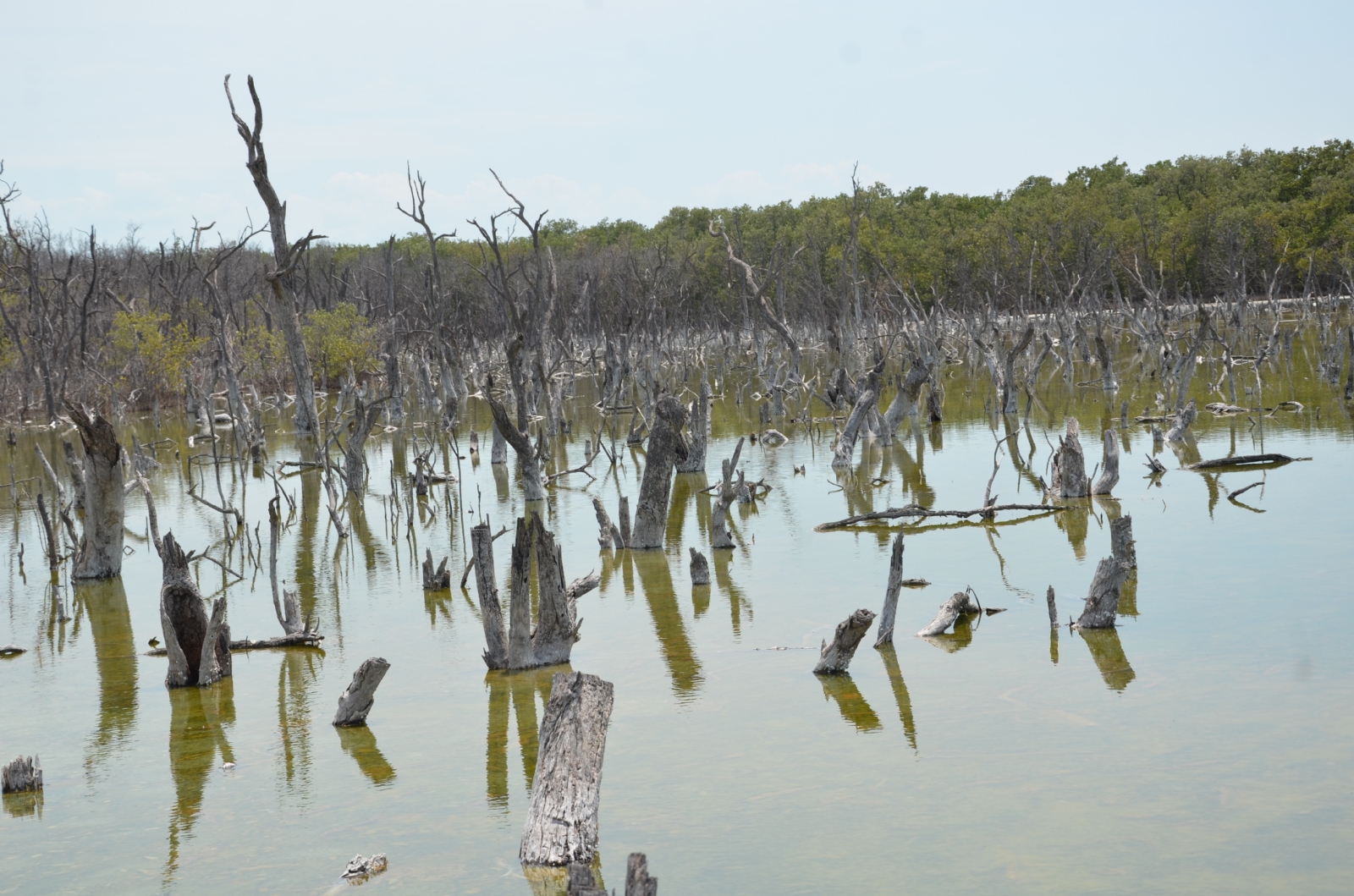 Laguna de Términos tiene 705 mil 16 hectáreas y en los últimos 20 años se perdieron 50 mil hectáreas