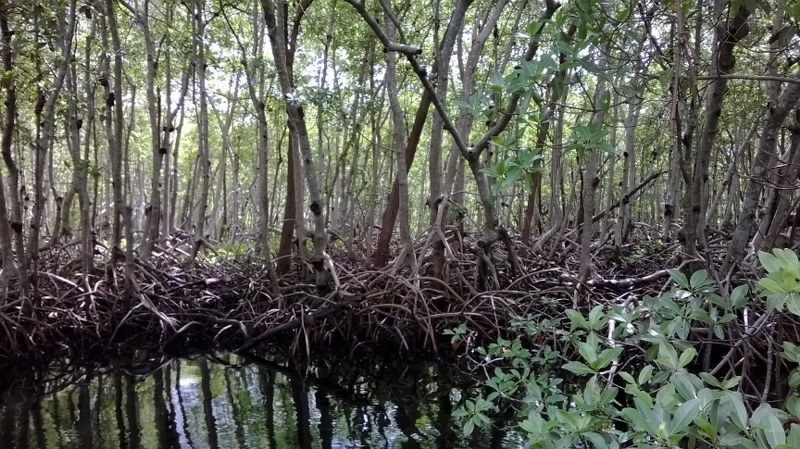 Más de mil 882 hectáreas de manglares son deforestadas al año en Quintana Roo