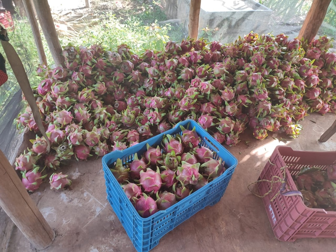 Al alza cosecha y venta de pitahaya en Felipe Carrillo Puerto