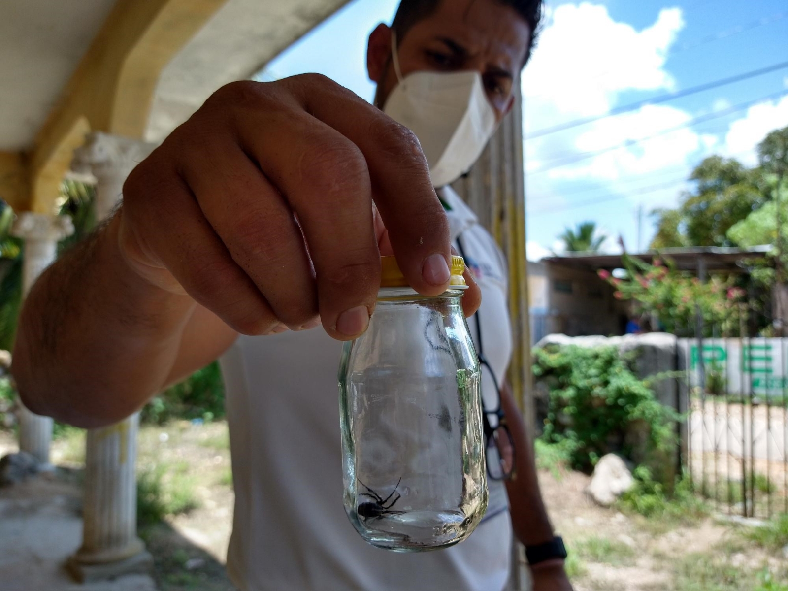 Hallan a una viuda negra en el patio de una casa en Peto, Yucatán