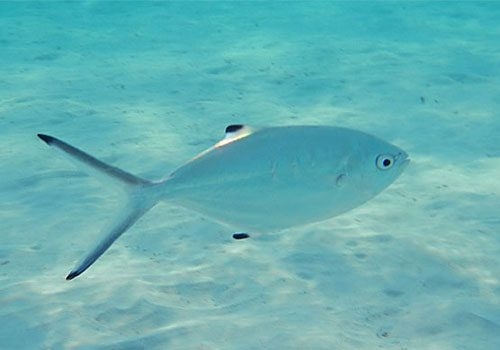 La palometa es un gran depredador, carnívoro y se alimenta de peces y otros animales marinos