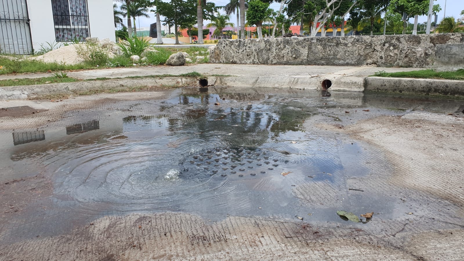 El rebosamiento de la alcantarilla gera olores fétidos debido a las aguas negras que exudan de su interior en Cozumel