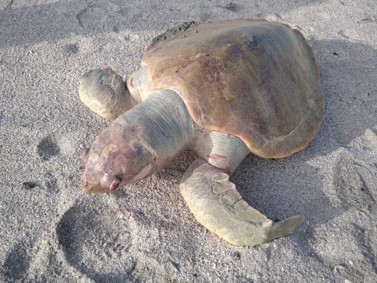 Bañistas encuentran muerta una tortuga carey en Ciudad del Carmen