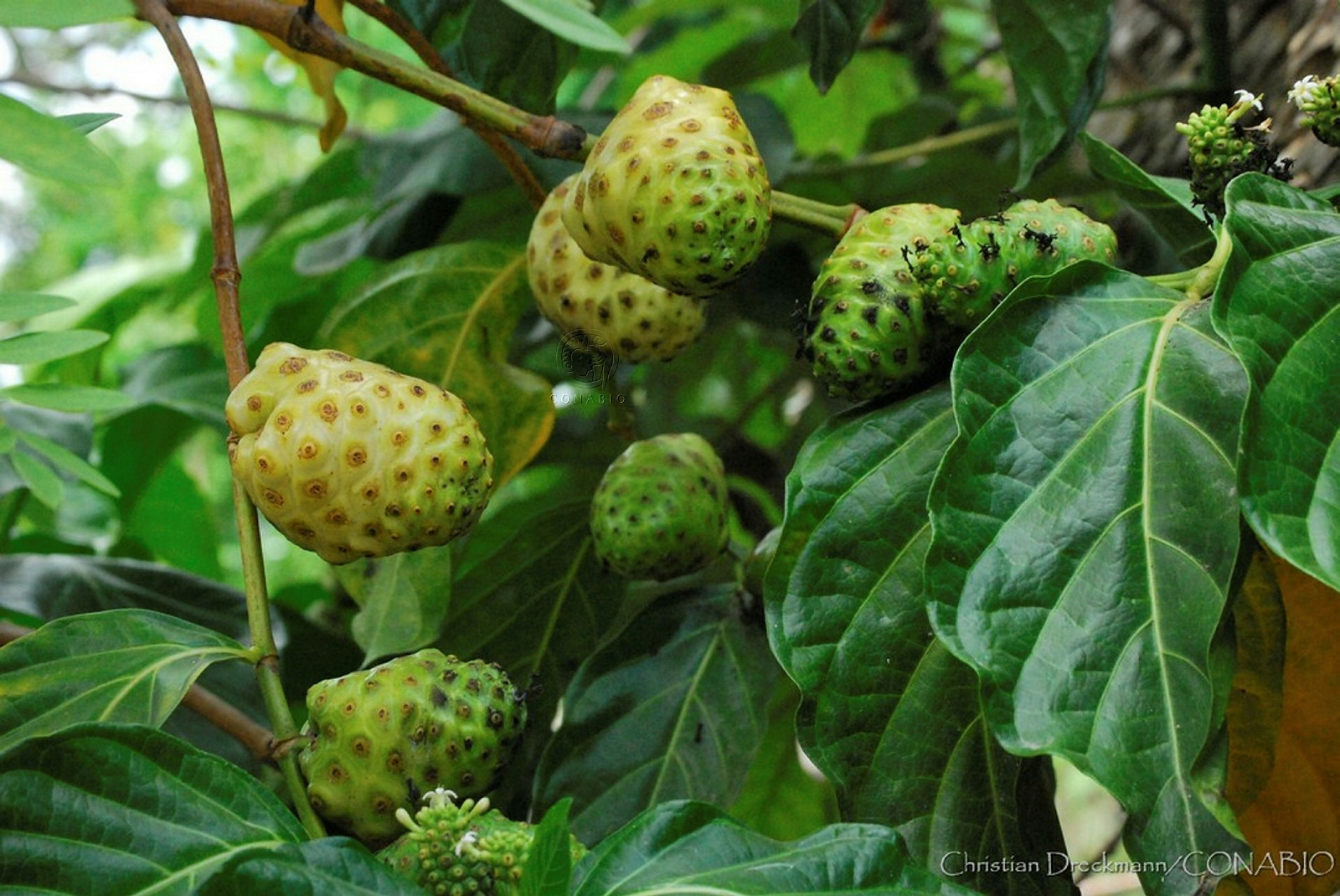 El noni contiene polisacáridos y oligosacáridos que nutren la flora intestinal