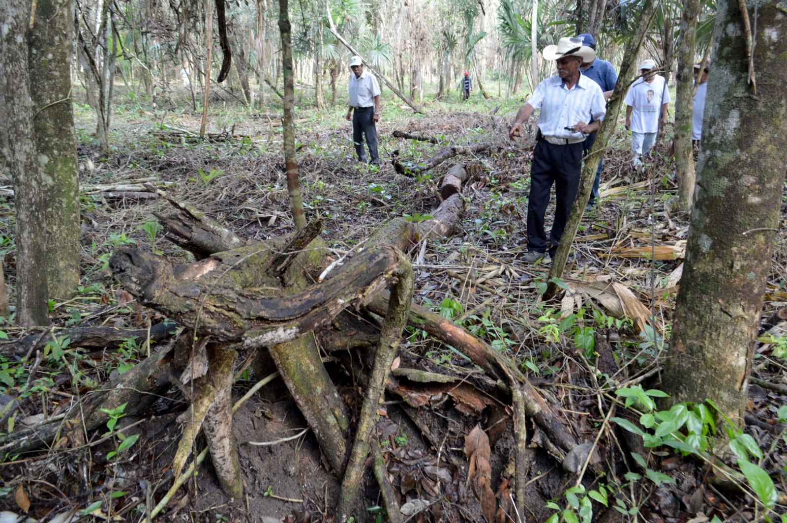 Exigen vigilancia contra la tala de árboles y caza ilegal de especies en reserva de Quintana Roo