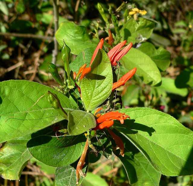 Se ha visto que la flor también puede crecer en Centroamérica