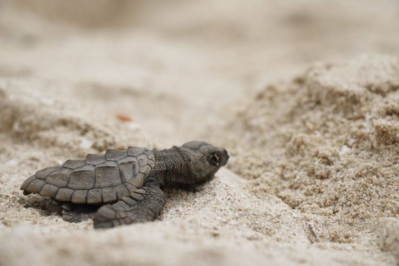 Solo una de mil tortugas regresan a la misma playa donde nacieron