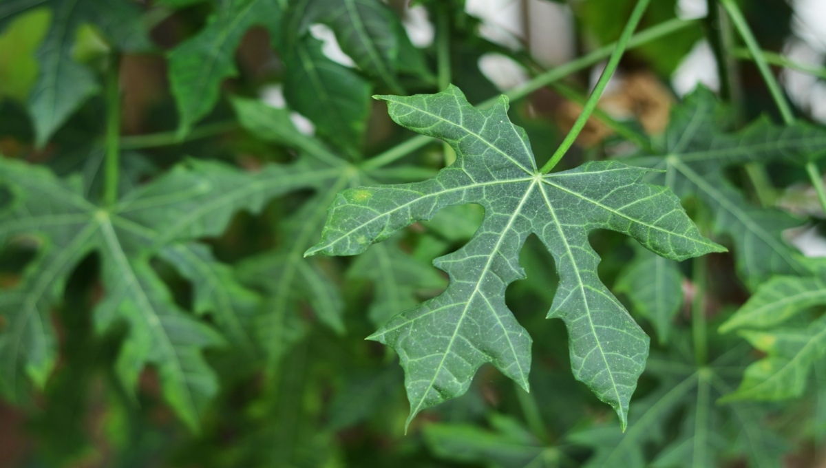 Chaya o espinaca maya: La planta ideal para controlar la diabetes, colesterol y ácido úrico