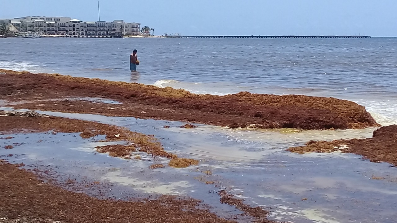 La mayor acumulación es en arenales de las calles 14, 16, 88, así como en Punta Esmeralda, Playa Caribe y Playa Constituyentes. 

