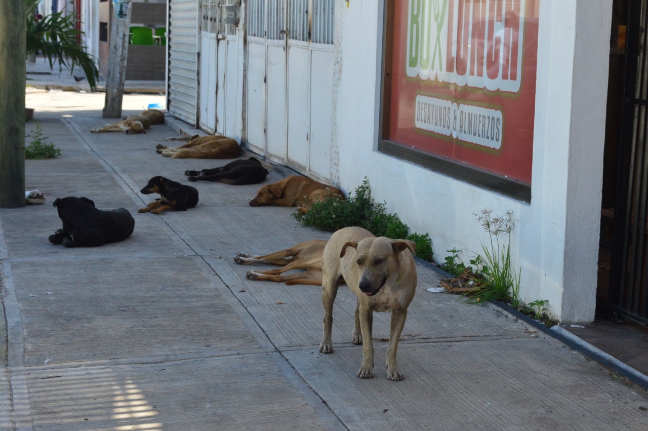 Campeche sube sus índices de reportes de maltrato animal
