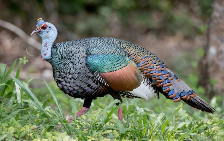 Conoce al pavo de monte y la leyenda maya del Siipkuutz