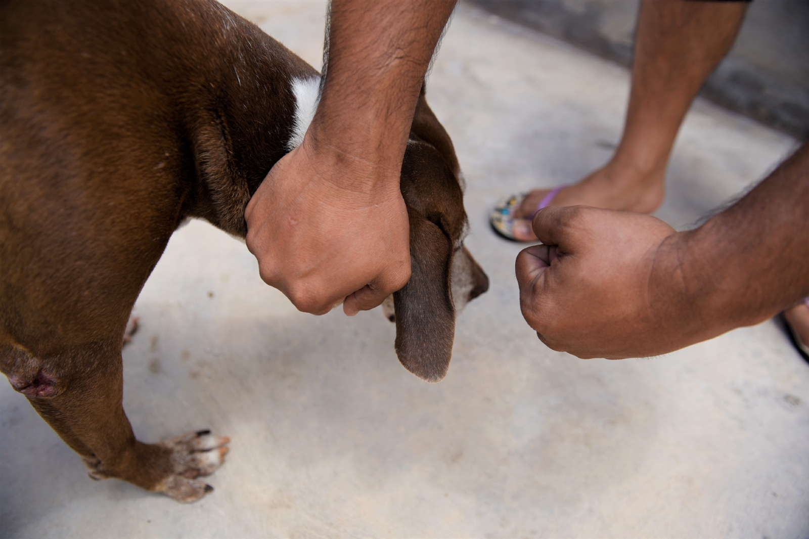 El perro falleció por un traumatismo craneoencefálico