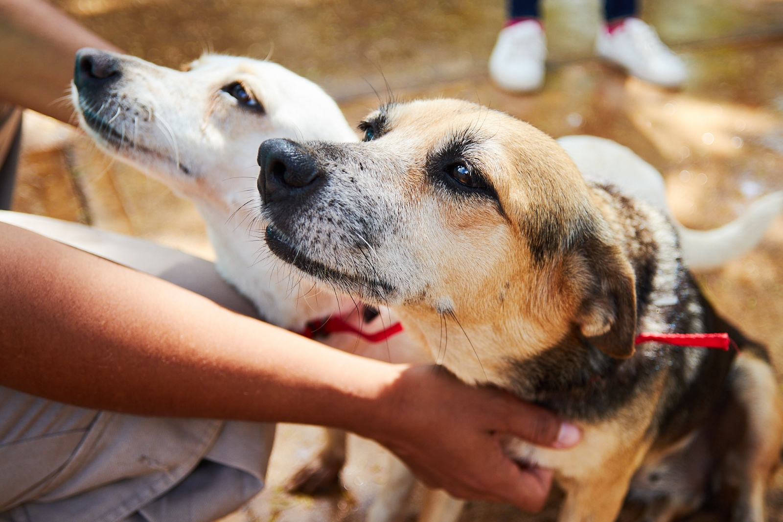 Cozumel registra más de 100 denuncias por maltrato animal