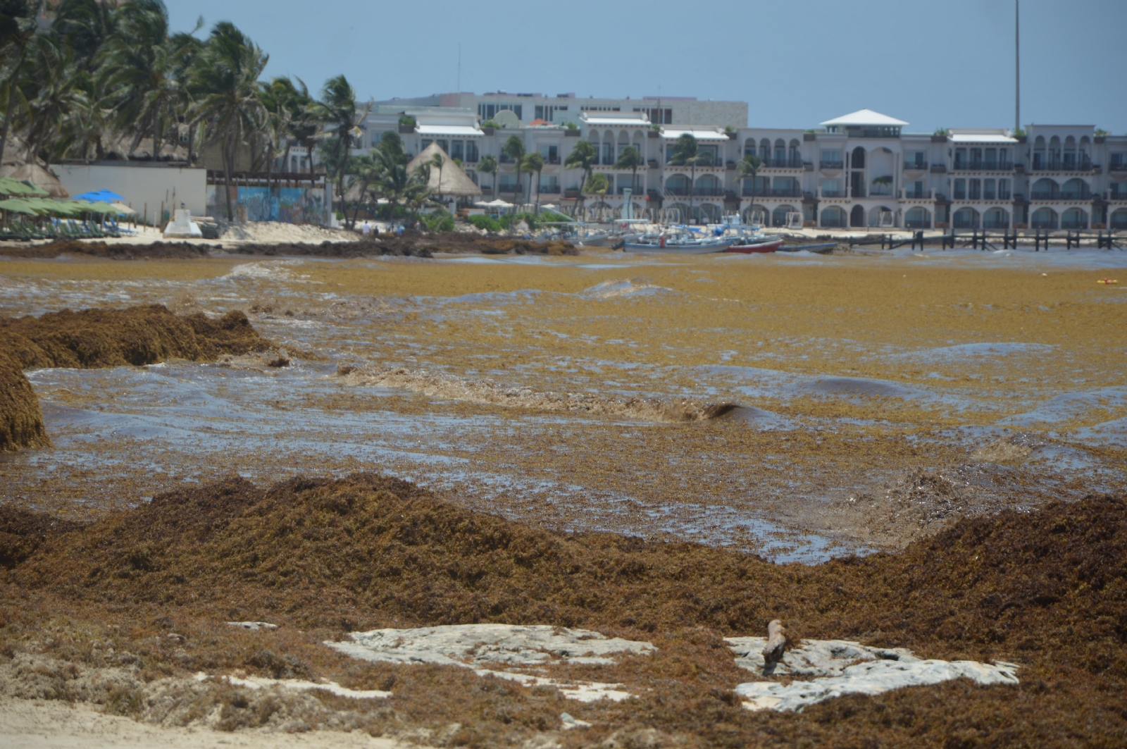 Recale de sargazo 'echa a perder' vacaciones a turistas en playas de Quintana Roo