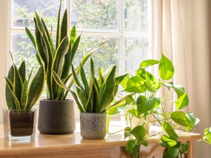 Plantas accesibles para cualquier bolsillo que refrescarán tu hogar